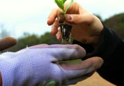 a person holding a plant in their hands